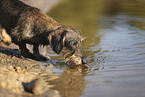 wirehaired Dachshund