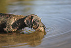 wirehaired Dachshund