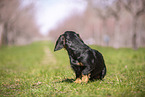 wirehaired Dachshund