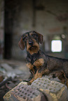 wirehaired Dachshund
