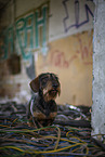 wirehaired Dachshund