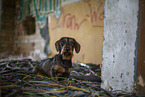 wirehaired Dachshund