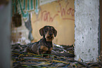wirehaired Dachshund
