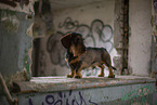 wirehaired Dachshund