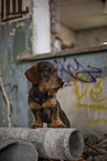 wirehaired Dachshund