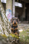 wirehaired Dachshund