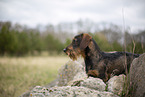 wirehaired Dachshund