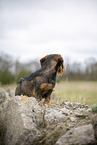 wirehaired Dachshund