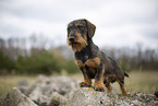 wirehaired Dachshund