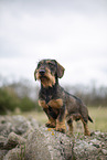 wirehaired Dachshund