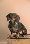 wirehaired Dachshund
