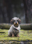 wirehaired Dachshund