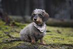 wirehaired Dachshund