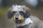 wirehaired Dachshund