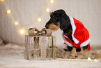 wirehaired Dachshund in christmas decoration