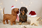 wirehaired Dachshund in christmas decoration