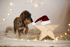 wirehaired Dachshund in christmas decoration