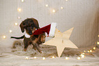 wirehaired Dachshund in christmas decoration