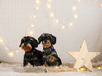 wirehaired Dachshund in christmas decoration