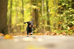 wirehaired Dachshund