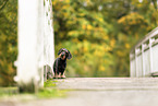 wirehaired Dachshund