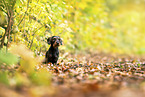 wirehaired Dachshund