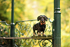 wirehaired Dachshund