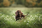 wiredhaired Dachshund