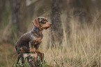 wirehaired Dachshund