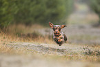 wirehaired Dachshund