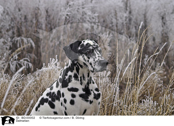 Dalmatiner im Raureif / Dalmatian / BD-00002