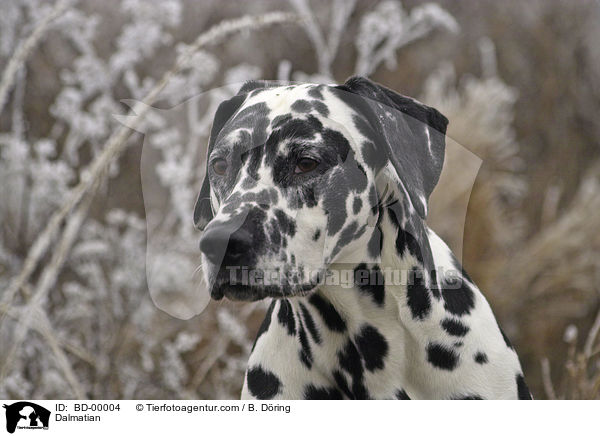 Dalmatiner im Raureif / Dalmatian / BD-00004