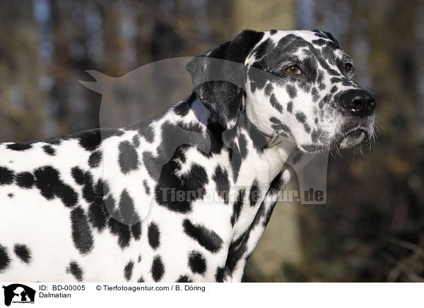 Dalmatiner im Portrait / Dalmatian / BD-00005