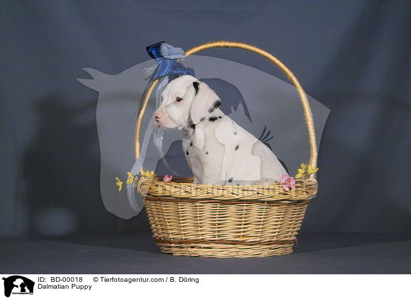 Dalmatiner Welpe / Dalmatian Puppy / BD-00018