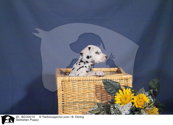 Dalmatiner Welpe / Dalmatian Puppy / BD-00019