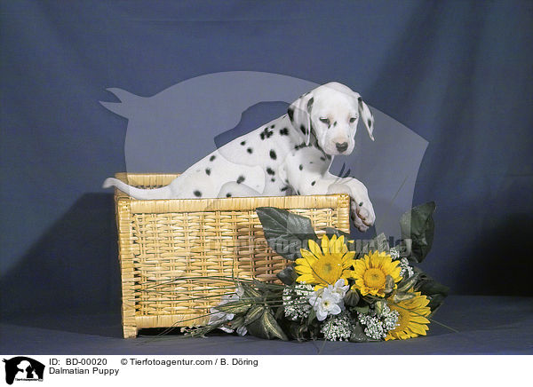 Dalmatiner Welpe / Dalmatian Puppy / BD-00020