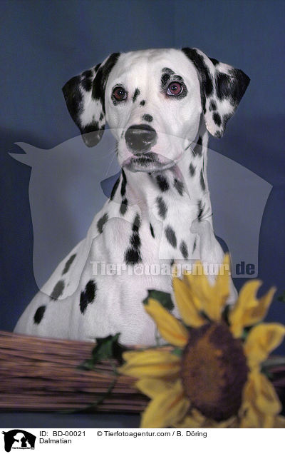 Dalmatiner Portrait / Dalmatian / BD-00021