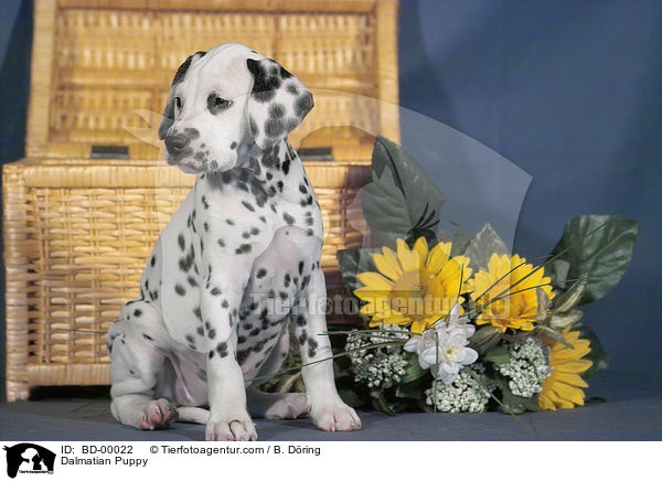 Dalmatiner Welpe / Dalmatian Puppy / BD-00022