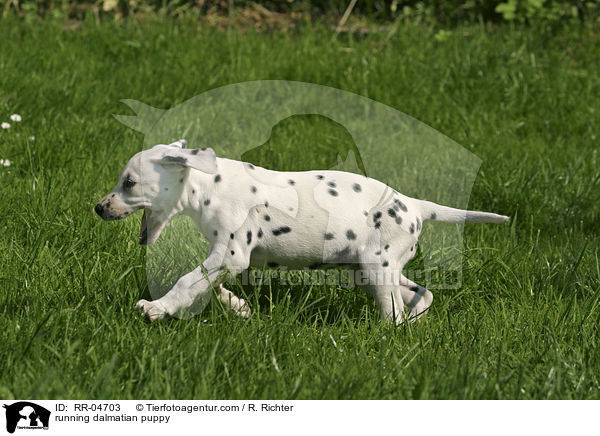 rennender Dalmatiner Welpe / running dalmatian puppy / RR-04703