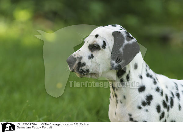 Dalmatiner Welpe / Dalmatian Puppy Portrait / RR-04704