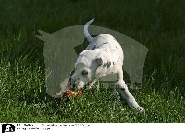 eating dalmatian puppy / RR-04705