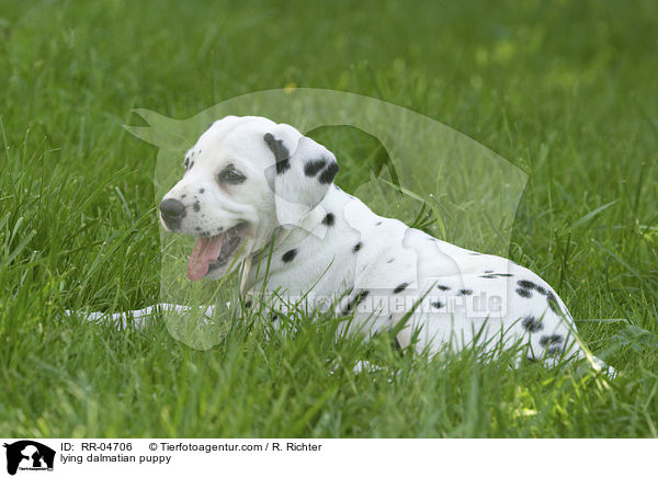 liegender Dalmatiner Welpe / lying dalmatian puppy / RR-04706