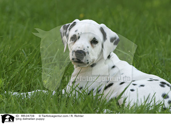 liegender Dalmatiner Welpe / lying dalmatian puppy / RR-04708