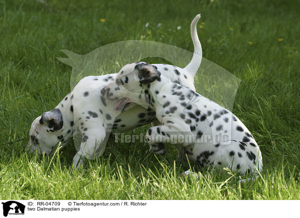 Zwei Dalmatiner Welpen / two Dalmatian puppies / RR-04709