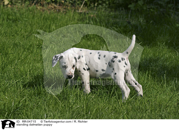 stehender Dalmatiner Welpe / standing dalmatian puppy / RR-04715