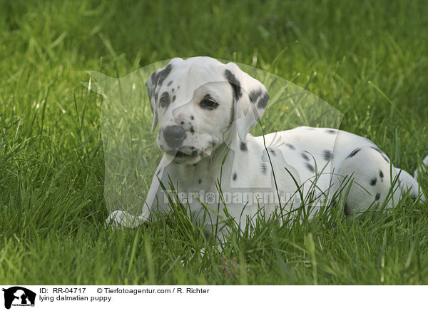liegender Dalmatiner Welpe / lying dalmatian puppy / RR-04717