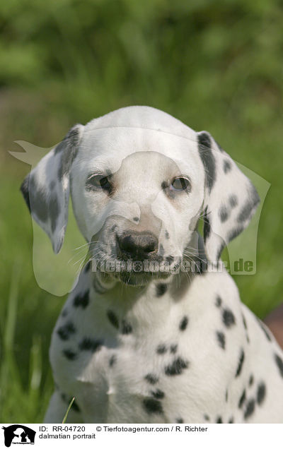 Dalmatiner Portrait / dalmatian portrait / RR-04720