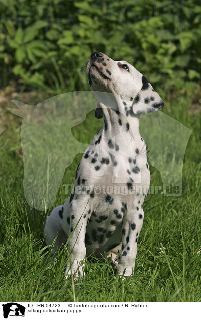 sitzender Dalmatiner Welpe / sitting dalmatian puppy / RR-04723