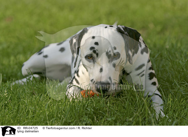 liegender Dalmatiner / lying dalmatian / RR-04725