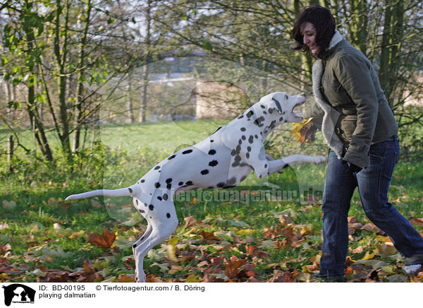 spielender Dalmatiner / playing dalmatian / BD-00195